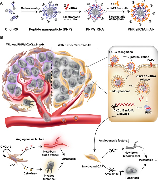 ACS Nano:肽基自组装体重塑前列腺肿瘤微环境抑制肿瘤转移