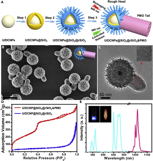 复旦Chem:“引擎-拖车”结构纳米卡车用于增强的纳米生物相互作用和成像介导的药物递送