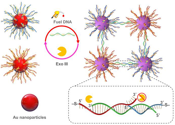 电子科大&德国莱布尼茨材料研究所Angew. Chem. Int. Ed.:4维DNA金纳米颗粒组件