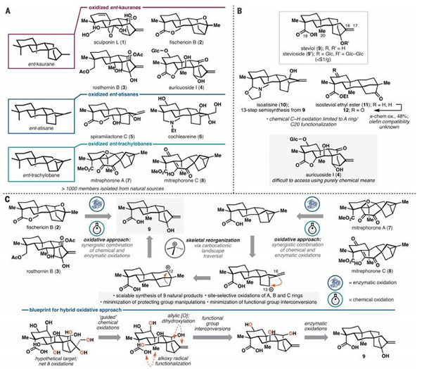 Hans Renata教授有机领域最新Science:基于混合氧化法分散合成复杂二萜化合物