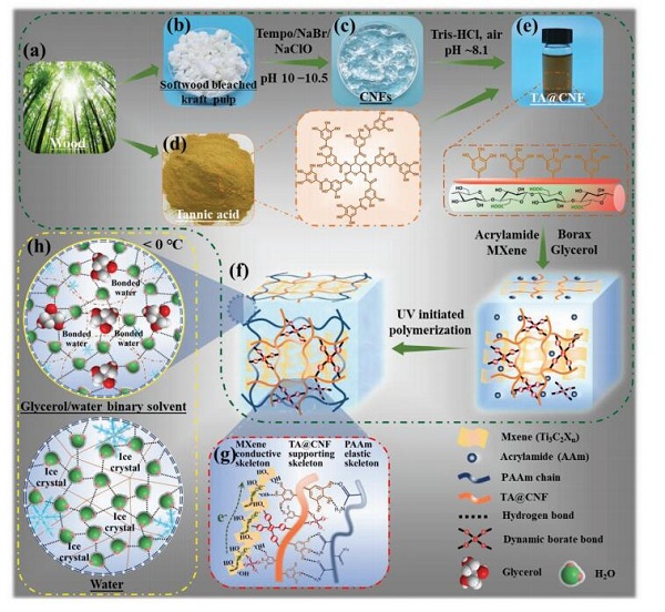 华工Adv. Funct. Mater.:具有长期环境稳定性和多功能性的MXene基导电有机水凝胶