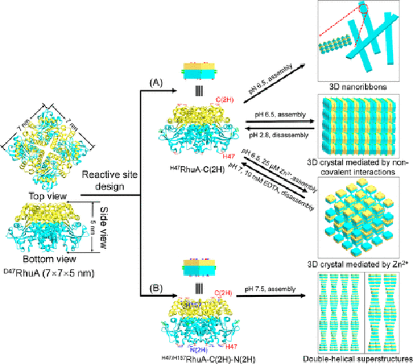 中科院苏州纳米所王强斌团队Nano Lett.:具有可调结构的蛋白质晶体的非共价自组装