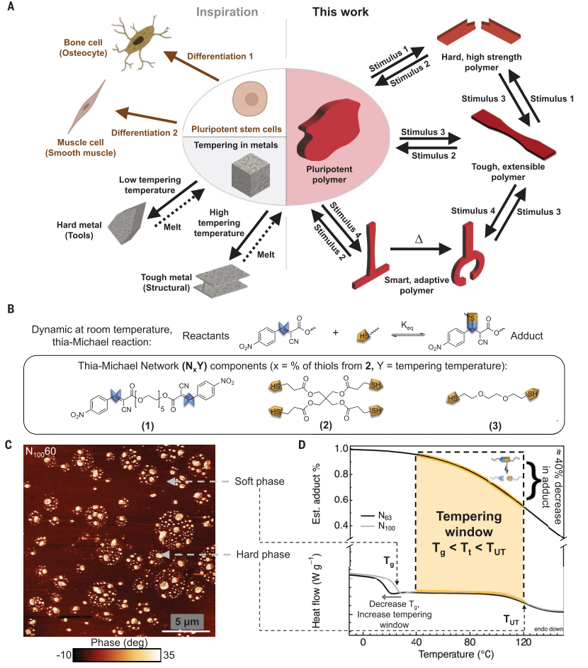 锻造类“干细胞”的聚合物