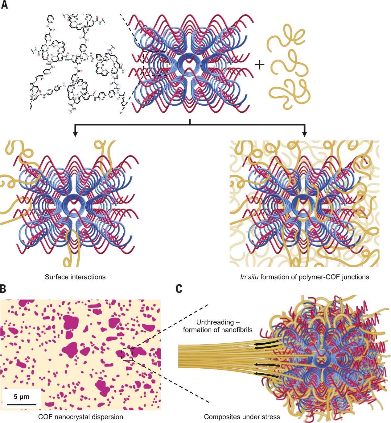 最新Science: 聚合物穿过COFs产生机械增强的复合材料