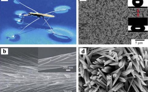 材料人荐读│表界面领域被引量前1%经典文献赏析