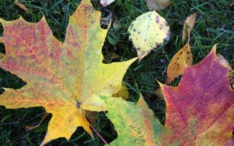 秋天的落叶很美，很有用