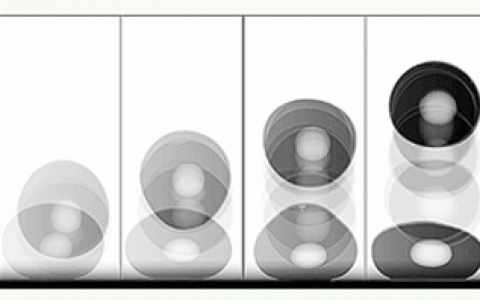 来自butterfly的灵感：材料弹性与疏水