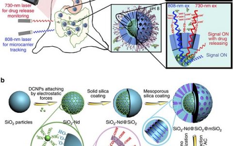 Nature 子刊：近红外二区荧光成像实现口服给药微载体在活体胃肠道内药物释放的监控