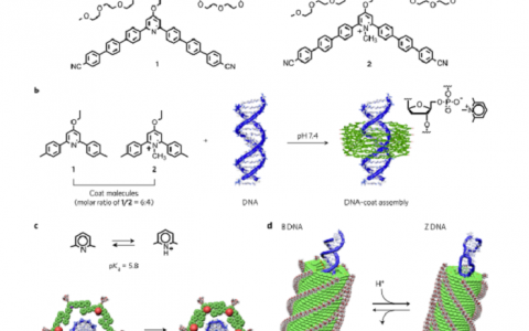 Nature子刊：DNA表面的组装实现大批量DNA螺旋构象的转换