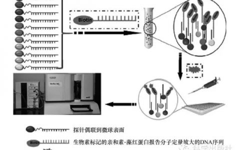利用悬浮芯片技术进行食品安全检测