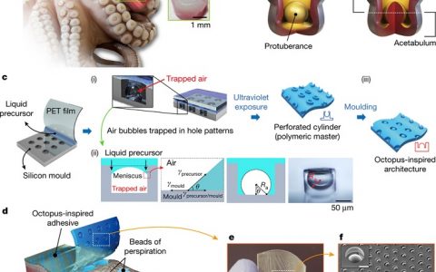 Nature重磅：受章鱼吸盘突触启发最新研制防水粘合贴片