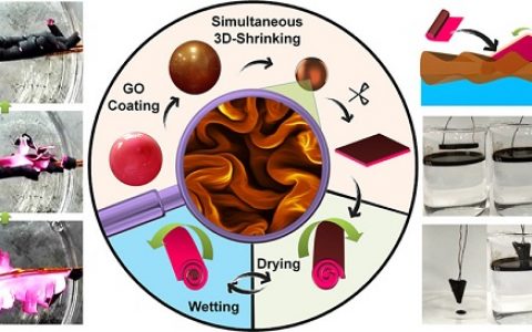 ACS Nano：利用仿大脑皮层折叠的氧化石墨烯实现超大形变致动器