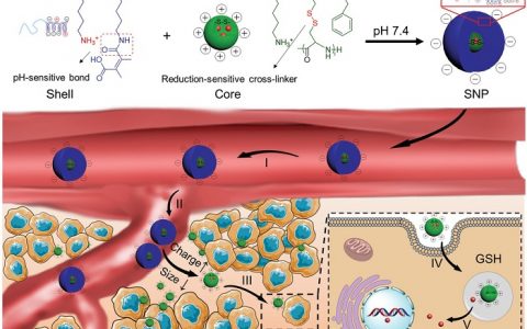长春应化所Adv.Mater.：用于穿入实体肿瘤的顺序响应的壳堆叠纳米颗粒