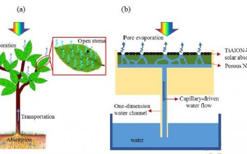 武汉大学Nano Energy : 用于太阳能蒸汽产生的仿生毛细管驱动泵