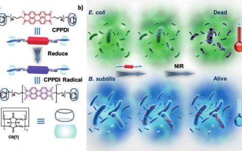 清华大学张希院士Angew. Chem. Int. Ed.：细菌触发的阴离子超分子自由基用于原位选择性光热治疗