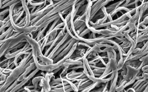 新型纤维强又韧