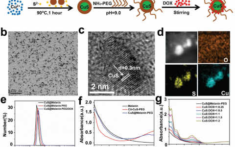 Adv. Funct. Mater.：仿生合成CuS用于化疗-放疗联合治疗