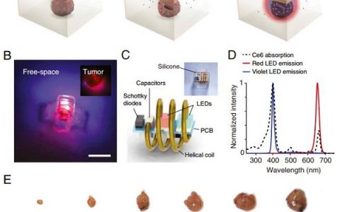 新加坡国立大学PNAS: 活体无线电光子光动力疗法