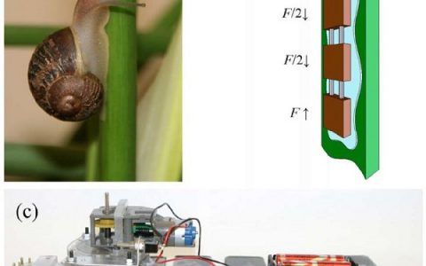 观点丨嗨，仿生材料有兴趣了解下吗
