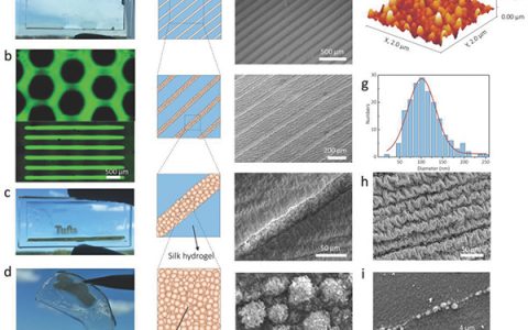 Adv. Funct. Mater.：通过多肽喷墨打印为生物矿化结构编码细胞微图案
