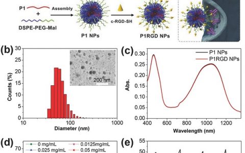 郑海荣&刘斌 Adv. Mater.: NIR-II光热治疗穿过头皮和颅骨深部原位脑肿瘤的精确光声成像引导