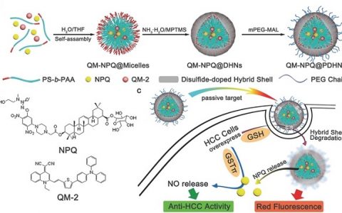 Adv. Mater. 封面: 新型纳米药物在肿瘤内氧化还原/酶双重响应释放NO实现特异性、高效低毒癌症治疗
