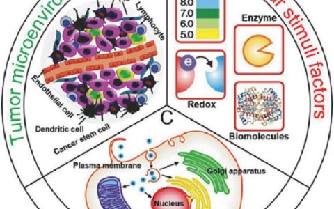 武汉大学张先正Advanced Functional Materials综述：基于多肽的多功能纳米材料用于肿瘤成像和治疗