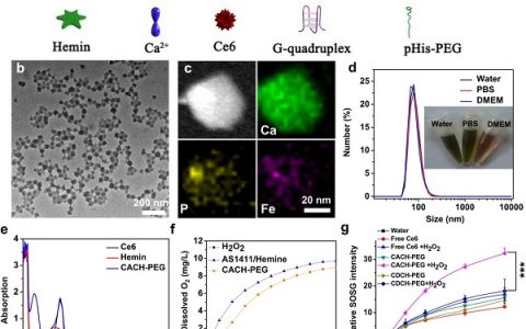 澳门大学陈美婉教授和苏州大学刘庄教授Nano Lett.：基于G-四联体的纳米配位聚合物调节肿瘤乏氧和实现核靶向载药增强光动力学治疗