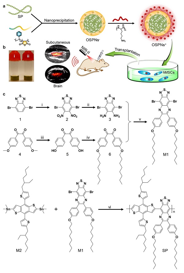ACS Nano：有机半导体聚合物纳米粒子用于干细胞近红外II窗光声标记和示踪