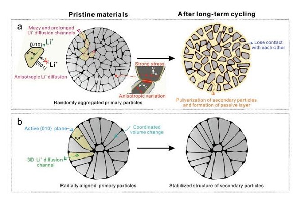 杜春雨教授&孙学良教授Adv. Energy Mater. ：放射状取向的单晶纳米片使锂离子电池富镍正极材料LiNi0.8Mn0.1Co0.1O2具有超高倍率和循环性能