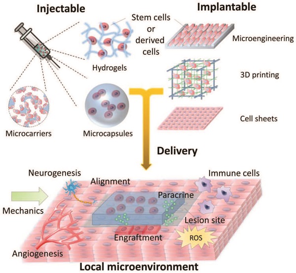 美国西北大学AFM综述：先进功能生物材料用于再生医学工程中干细胞递送