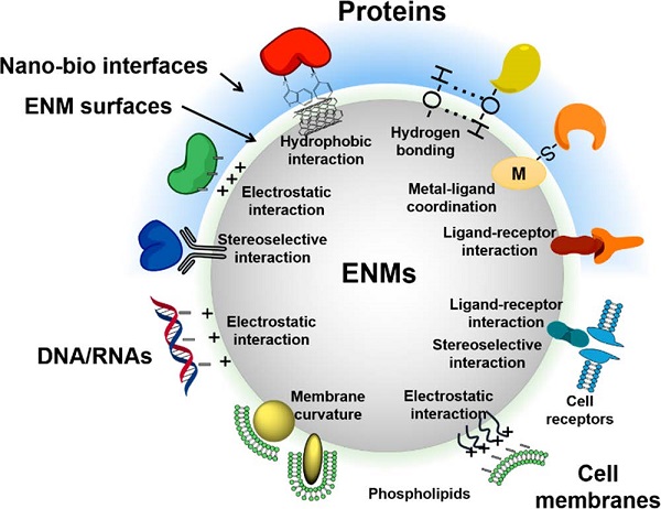 Acc. Chem. Res.：了解纳米药物与生物界面的相互作用